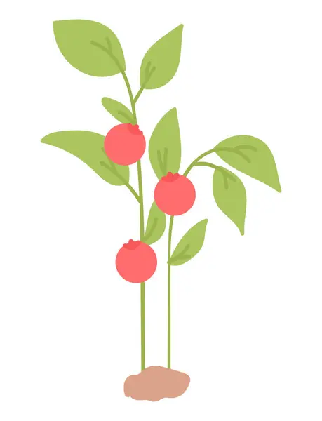 Tomates Rojos Arbusto Diseño Plano Cosecha Fresca Natural Jardín Ilustración Ilustraciones de stock libres de derechos