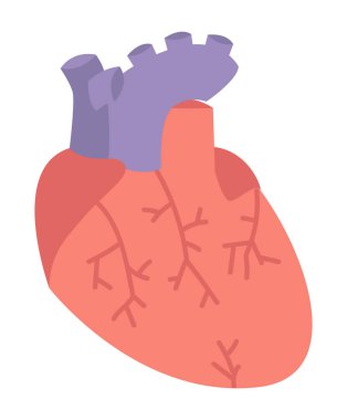Düz dizayn edilmiş insan kalp organı. Kardiyoloji tıbbında kardiyak anatomi. Vektör çizimi izole edildi.