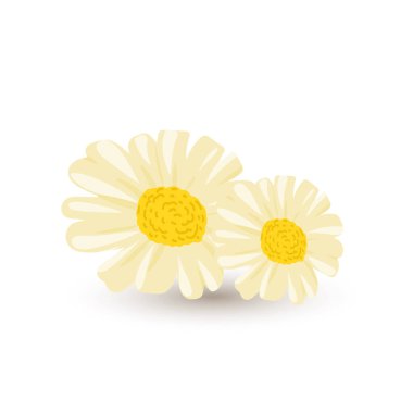 Düz dizaynlı papatya çiçeği. Vahşi polen çiçekleri, çiçek buketleri. Vektör çizimi izole edildi.