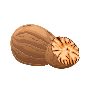 Düz dizaynlı Nutmeg. Pişirme ve pişirme için baharat, kahverengi aromalı kuru fındık. Vektör çizimi izole edildi.