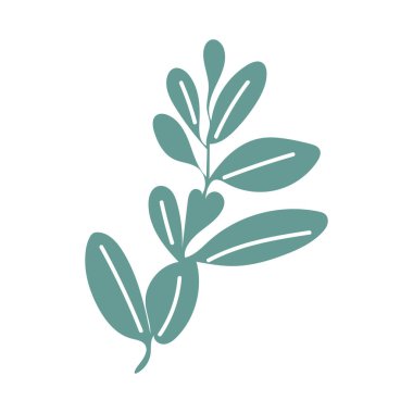 Düz dizaynlı yeşil kekik otu. Fesleğen yaprağı, baharat. Vektör çizimi izole edildi.