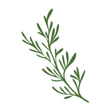 Düz dizaynlı yeşil dereotlu bitki. Rezene yaprakları, baharat bitkisi. Vektör çizimi izole edildi.