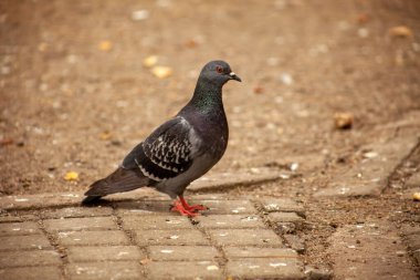 Tatlı güvercin, dostlar ve şehir baharı 2023.