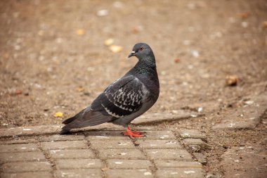 Tatlı güvercin, dostlar ve şehir baharı 2023.