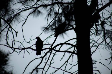 Güvercin silueti, arkadaşlar ve şehir ilkbaharı 2023.