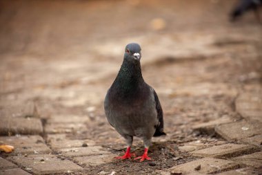 Tatlı güvercin, dostlar ve şehir baharı 2023.