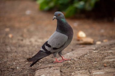 Arkasında sevimli güvercinler, dostlar ve şehir baharı 2023.