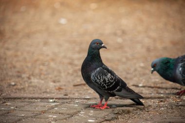Tatlı güvercin, dostlar ve şehir baharı 2023.