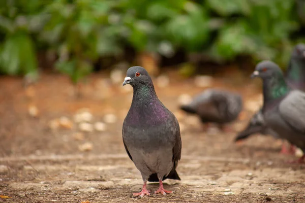 stock image Cute pigeon, friends and city spring 2023.