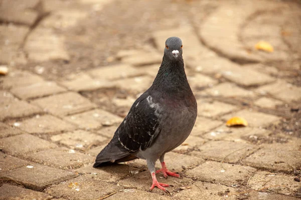 Tatlı güvercin, dostlar ve şehir baharı 2023.