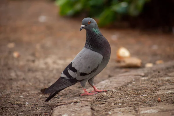 Arkasında sevimli güvercinler, dostlar ve şehir baharı 2023.