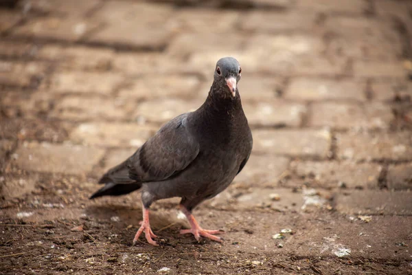 Cute Young Pigeon Looks Funny Friendly Friends City Spring 2023 — Stock Photo, Image