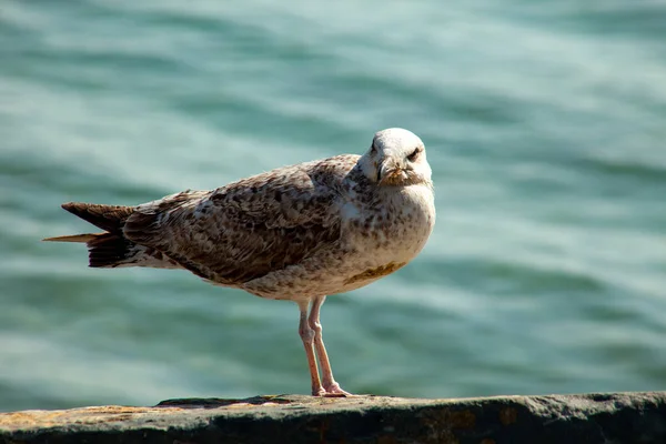 Seagull Stand Rock Sunbathing City Friends Spring 2023 — Stock Photo, Image