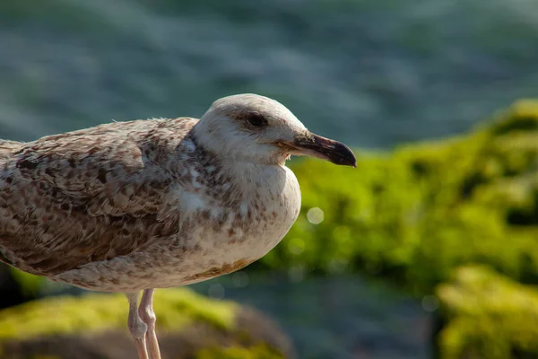 Seagull Stand Rock Sunbathing City Friends Spring 2023 — Stock Photo, Image