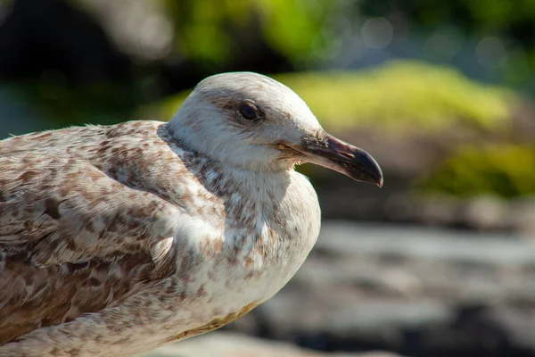 Seagull Stand Rock Sunbathing Ville Amis Printemps 2023 — Photo