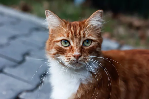 Yeşil gözlü sevimli turuncu kedi. Kıllı kedi, şehir ve arkadaşlar..