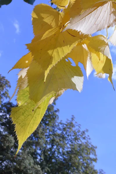 Gelbe Blätter Ast Hintergrund Herbst — Stockfoto