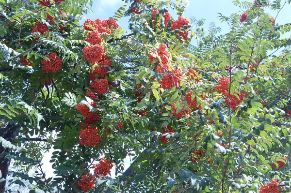 Rowan Berries Branch Autumn Background — Stock Photo, Image
