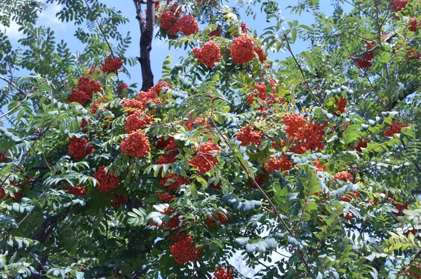 树枝上有罗文浆果秋季背景 — 图库照片