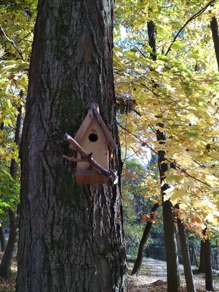 Ptačí Budka Stromě Podzimní Krajina Přírodní Zázemí — Stock fotografie