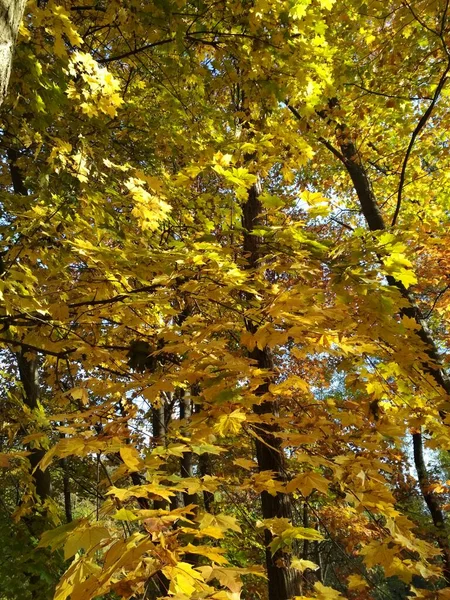 Folhas Douradas Paisagem Outono Fundo Natural — Fotografia de Stock