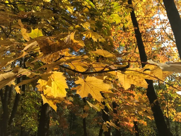 Herbstliche Naturlandschaft Herbstbäume Stadtpark — Stockfoto