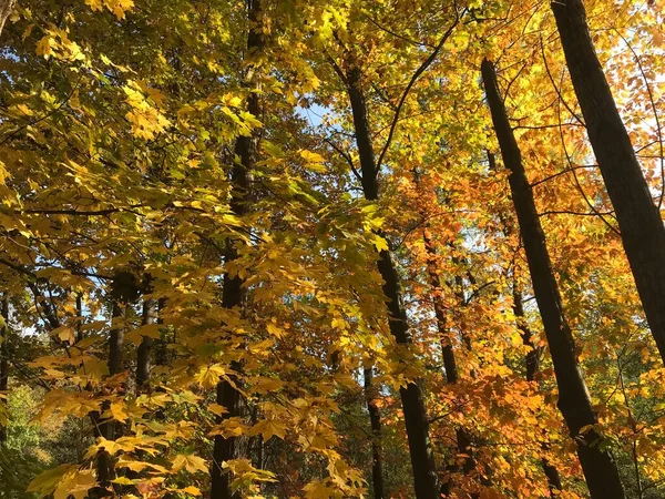 Φθινόπωρο Φυσικό Τοπίο Φθινοπωρινά Δέντρα Στο Πάρκο — Φωτογραφία Αρχείου