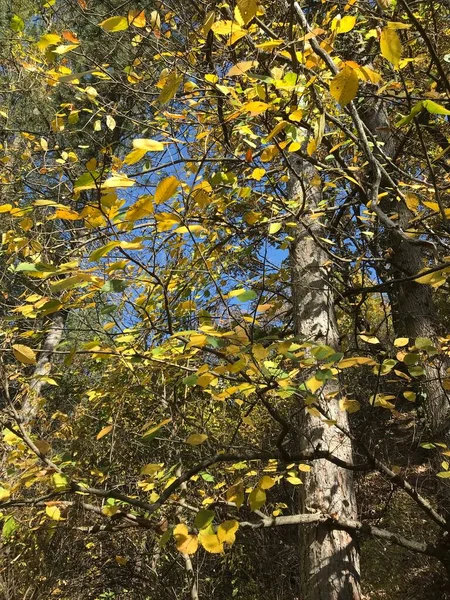 Hösten Naturligt Landskap Med Träd Grenar Himmel Bakgrund — Stockfoto