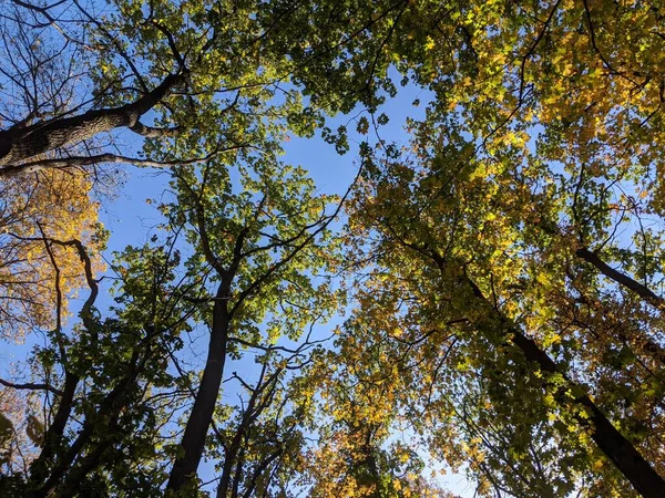 Осінній Природний Пейзаж Гілками Дерев Фоні Неба — стокове фото