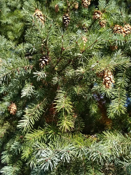 Πράσινο Φόντο Κλαδιών Ελάτης Δέντρα Φιρ Φυσικό Περιβάλλον — Φωτογραφία Αρχείου