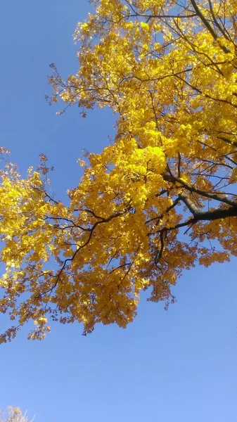Осенний Природный Пейзаж Ветвями Деревьев Фоне Неба — стоковое фото
