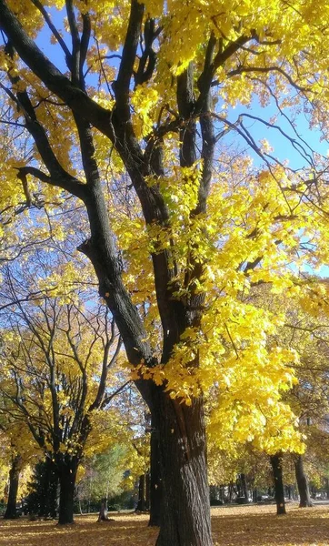 Outono Paisagem Natural Com Galhos Árvore Fundo Céu — Fotografia de Stock