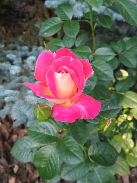 Kwiat Róży Kwitnąca Gałąź Różowej Róży — Zdjęcie stockowe