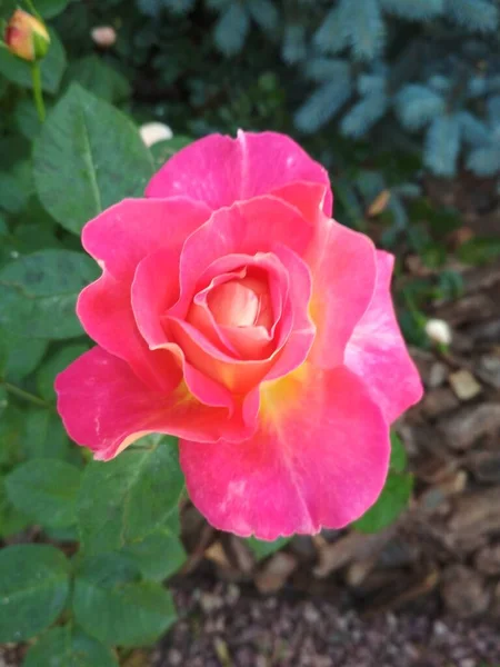 Flor Rosa Ramo Florescente Uma Rosa Rosa — Fotografia de Stock