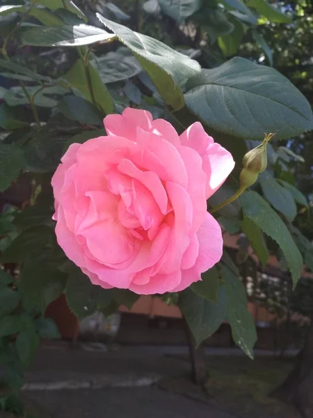 Розовый Цветок Цветущая Ветвь Розовой Розы — стоковое фото