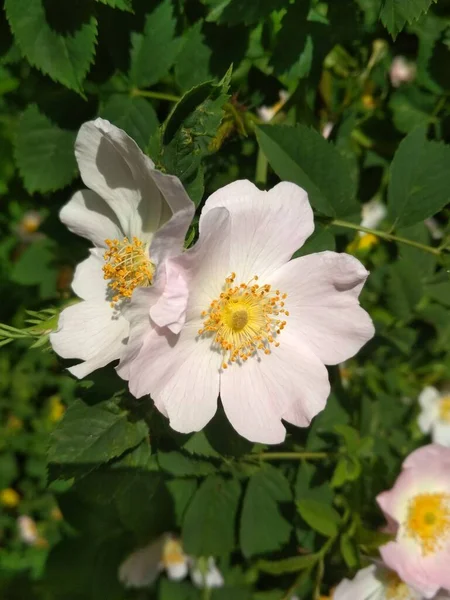 Stock image Delicate pink rosehip flowers. Floral background