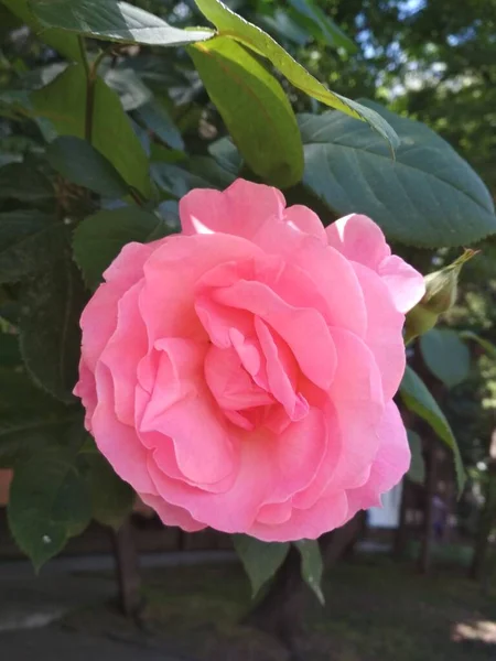 Rosenblüte Blühender Zweig Einer Rosa Rose — Stockfoto