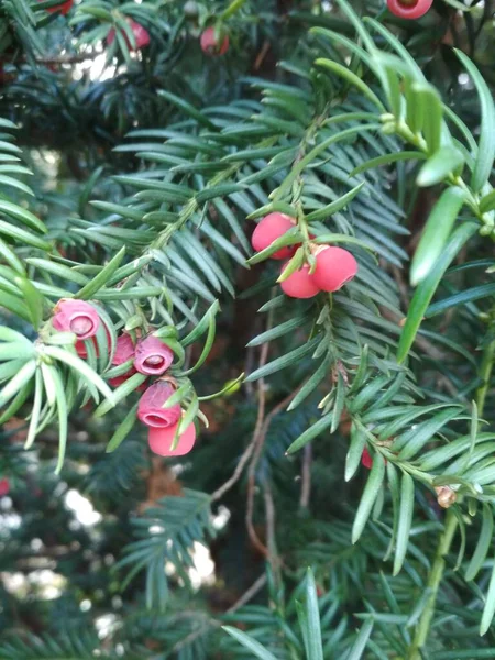 Rote Beeren Auf Einem Grünen Zweig — Stockfoto