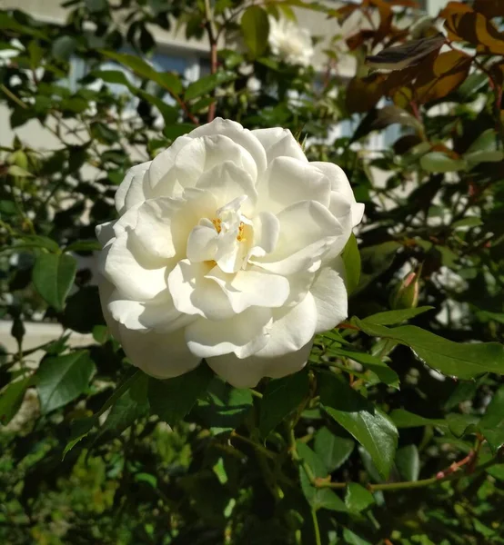 Rosa Blanca Rama Floreciente Una Rosa Blanca — Foto de Stock