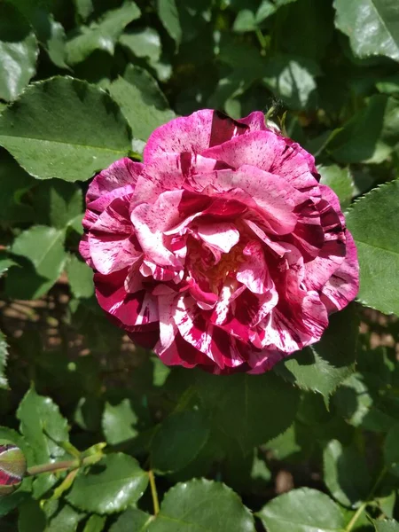 Kwiat Róży Kwitnąca Gałąź Czerwonej Róży — Zdjęcie stockowe