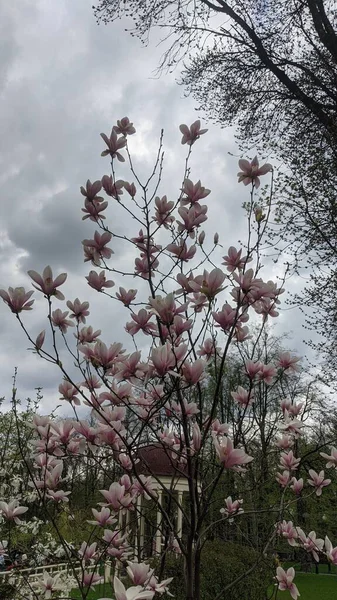 Magnolia Fleurs Grandes Fleurs Magnolia Sur Les Branches — Photo