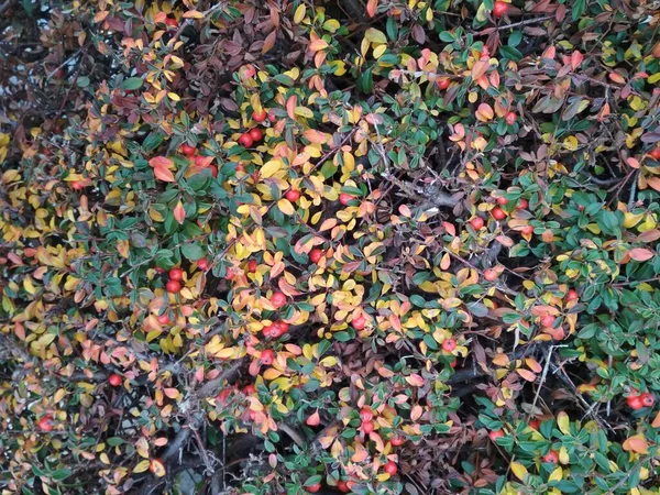 Rote Beeren Der Hagebutte Auf Einem Hintergrund Aus Buntem Laub — Stockfoto