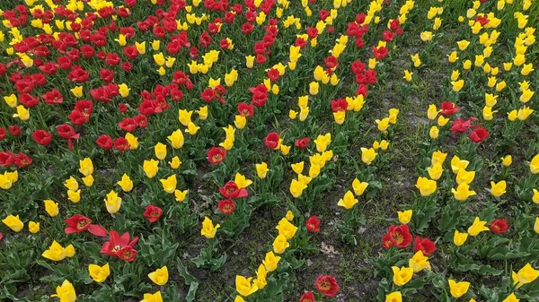 Yellow Red Tulips Decorative Background — Stock Photo, Image