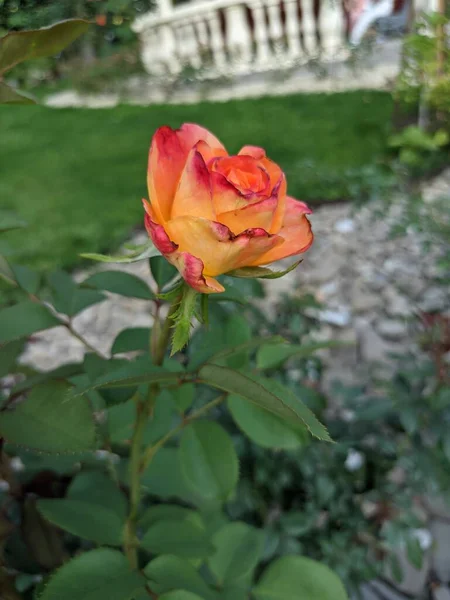 Rosa Flor Rama Floreciente Una Rosa Roja — Foto de Stock