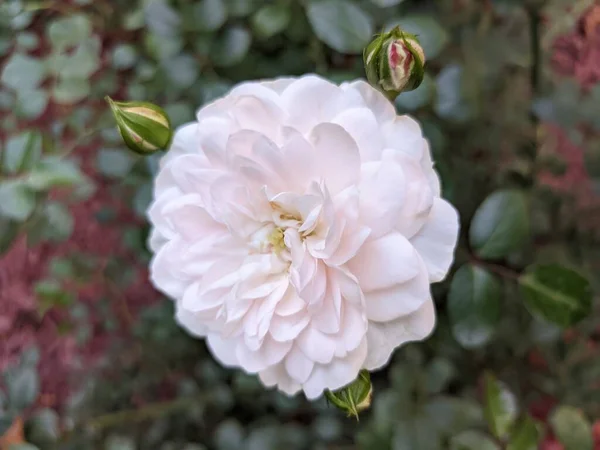 Różowy Kwiat Róży Zbliżenie Kwitnąca Gałąź Różowej Róży — Zdjęcie stockowe