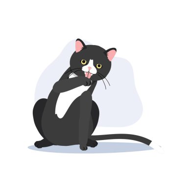 Kedi Bakımı ve Paw Care. Yumuşak Kedi Kaplıcası