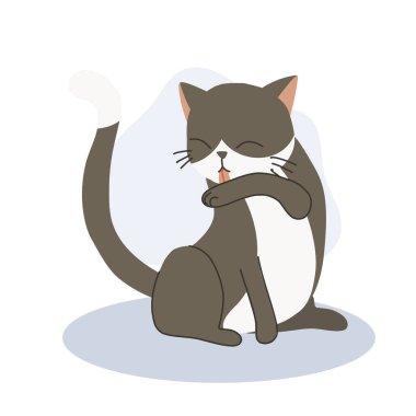 Şirin kedi yavrusu kendi kendini tımar etmek ve temizlik için kolunu yalıyor. Sevimli hayvan hijyeni..