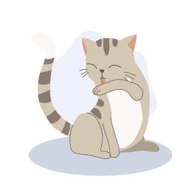 Şirin kedi yavrusu kendi kendini tımar etmek ve temizlik için kolunu yalıyor. Sevimli hayvan hijyeni..