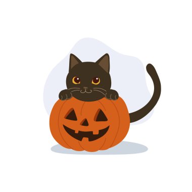 Cadılar bayramı için oyulmuş bir balkabağının içinde oturan sevimli siyah kedi.