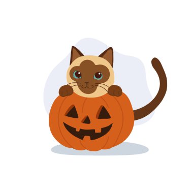 Cadılar Bayramı Siyam kedisi ve balkabağı Jack o Lantern karikatür çizimi Ekim bayramı tasarımı ve mevsimsel dekorasyon